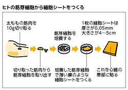 ヒトの筋芽細胞から細胞シートをつくるプロセス