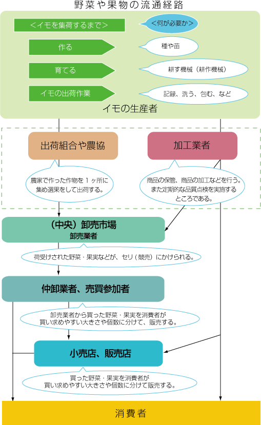 「野菜や果物の流通経路」例えば、イモをみてみると、イモの生産者は、作る過程では種や苗、育てる過程では耕す機械を必要とし、出荷のために洗う・包む・記録をするなどの作業を行います。出荷後のイモは、生産者から出荷組合や農協、加工業者を通じて、卸売市場に運ばれます。卸売り市場では、荷受された野菜・果物が競りにかけられます。その後、仲卸業者や売買参加者、また、小売店や販売店を通じて、消費者が買い求めやすい大きさや個数に分けて販売されます。消費者は、生産者や卸売り市場の売買参加者から直接購入することもあります