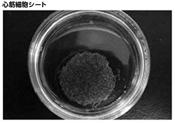 心筋細胞シートの写真