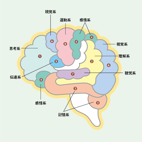 脳番地の場所のイメージ図